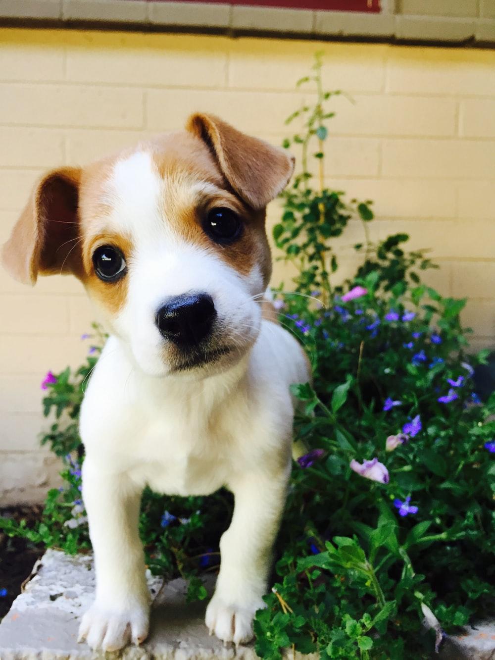 1000x1333 Puppy Wallpaper: Free HD Download [HQ]