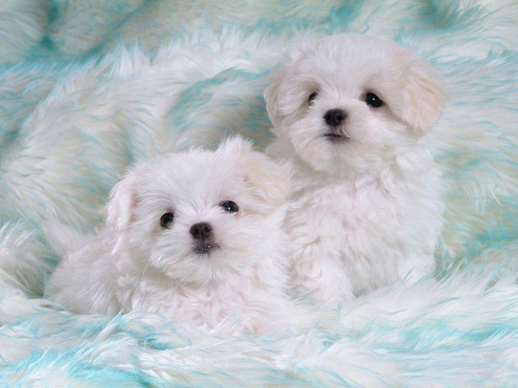 1024x768 Cute White Puppies Wallpaper Desktop Dogs Puppies