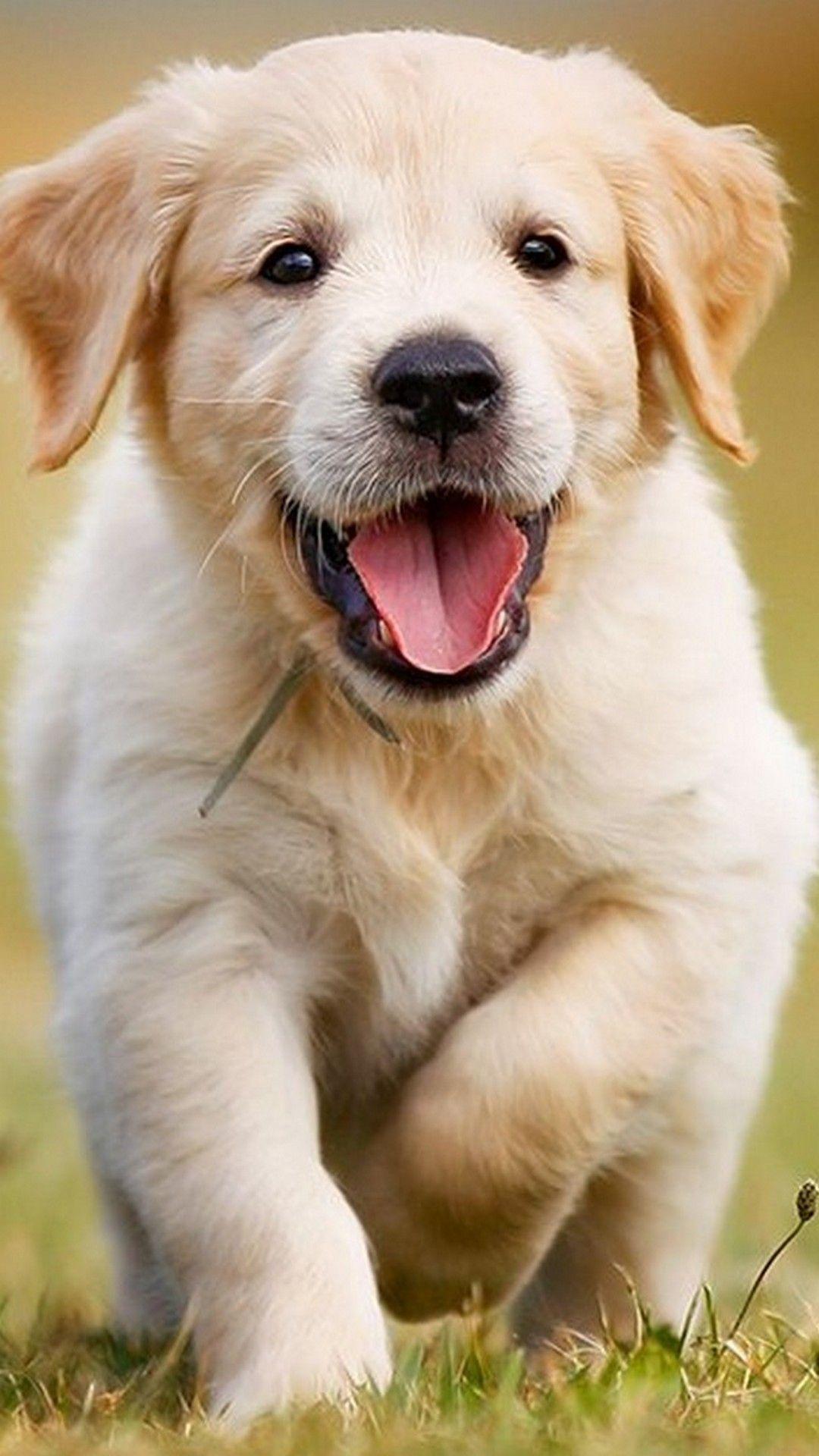 1080x1920 Cute Golden Retriever Dog Wallpaper HD
