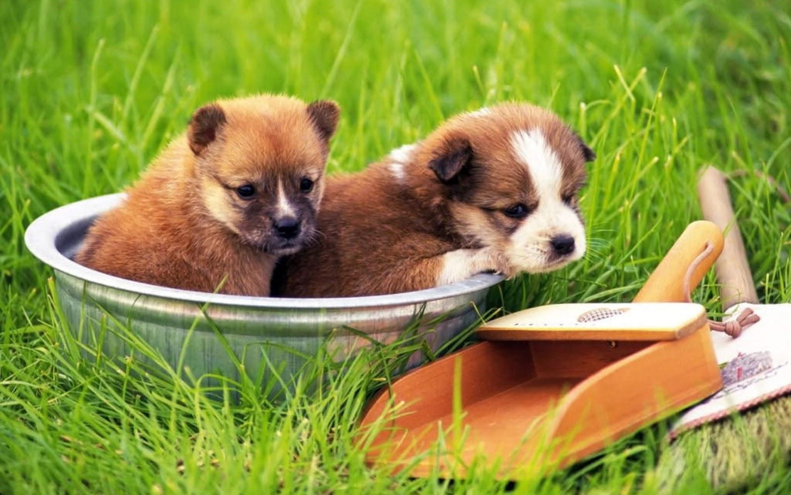 1600x1001 Cute Baby Dogs HD Walpapers, HD Picture, Background For Desktop & Mobiles Media Magazine ERROR 404 Media Magazine