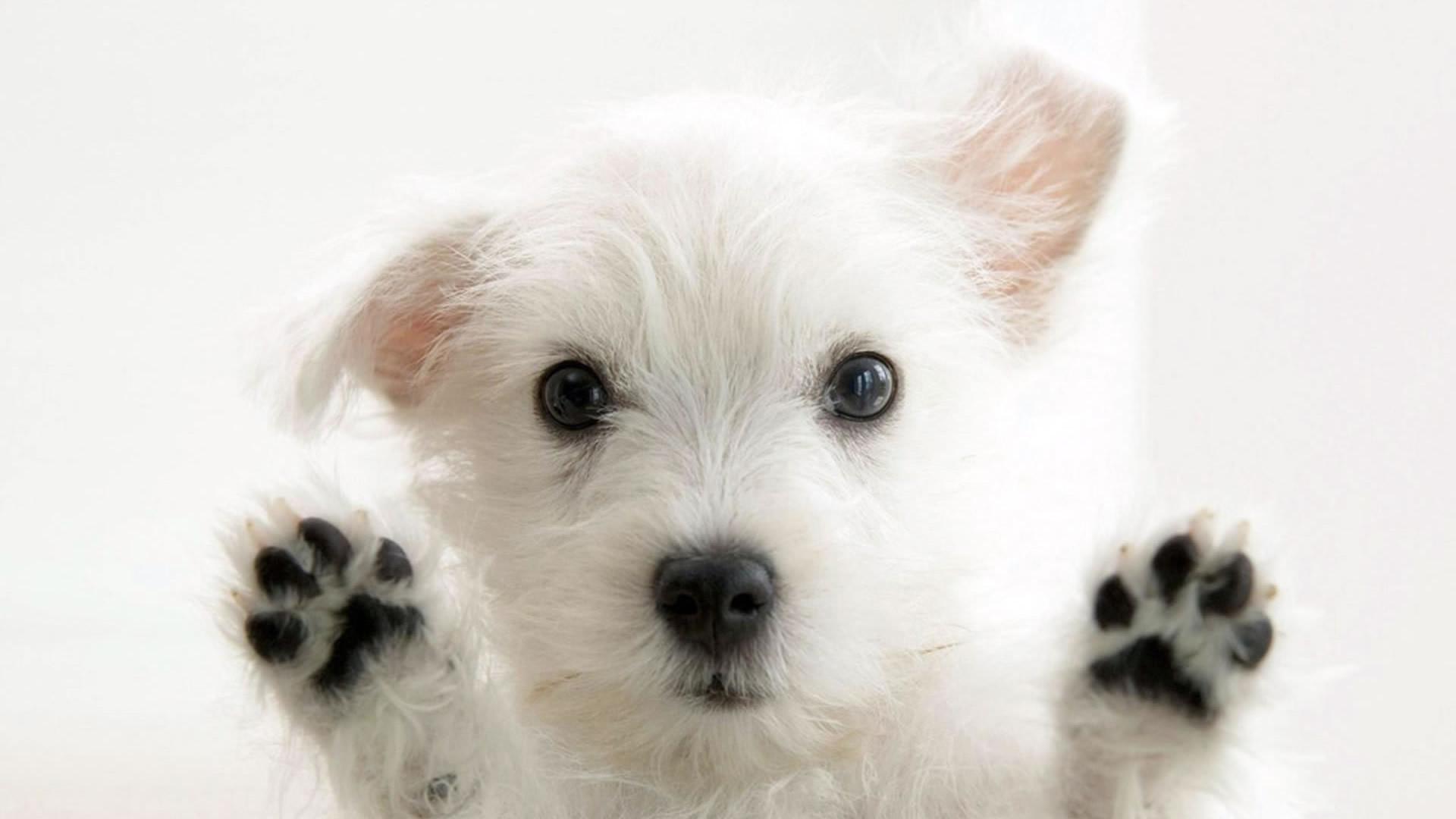 1920x1080 Cute Baby Animal Wallpaper background picture