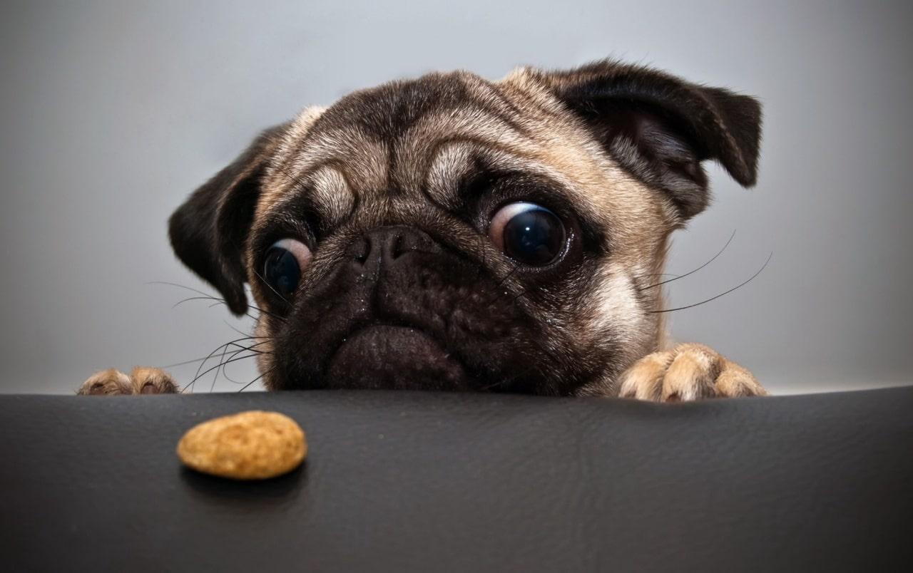 1280x804 Cute Dog Wallpaper