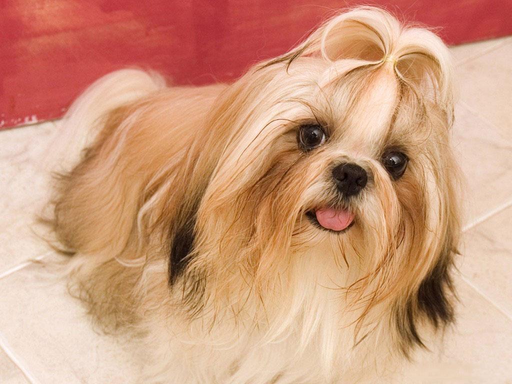 1024x768 Free download HD Wallpaper cute dog baby dog HD wallpaper [1024x768] for your Desktop, Mobile & Tablet. Explore Dog Desktop Wallpaper Beautiful. Dog Desktop Wallpaper Beautiful, Dog Wallpaper, Dog Background