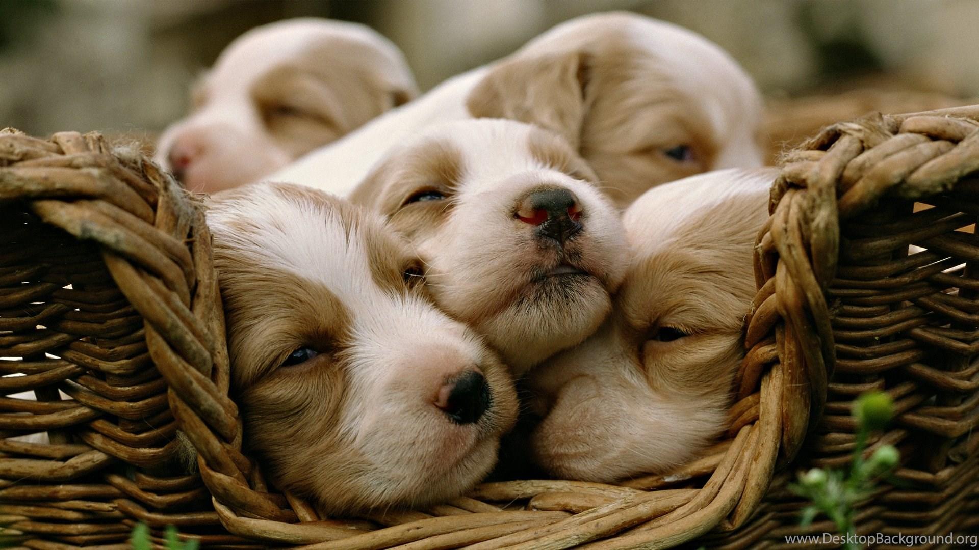 1920x1080 Animal Wallpaper Rakaruan.com: Cute Baby Dog Wallpaper Photo. Desktop Background