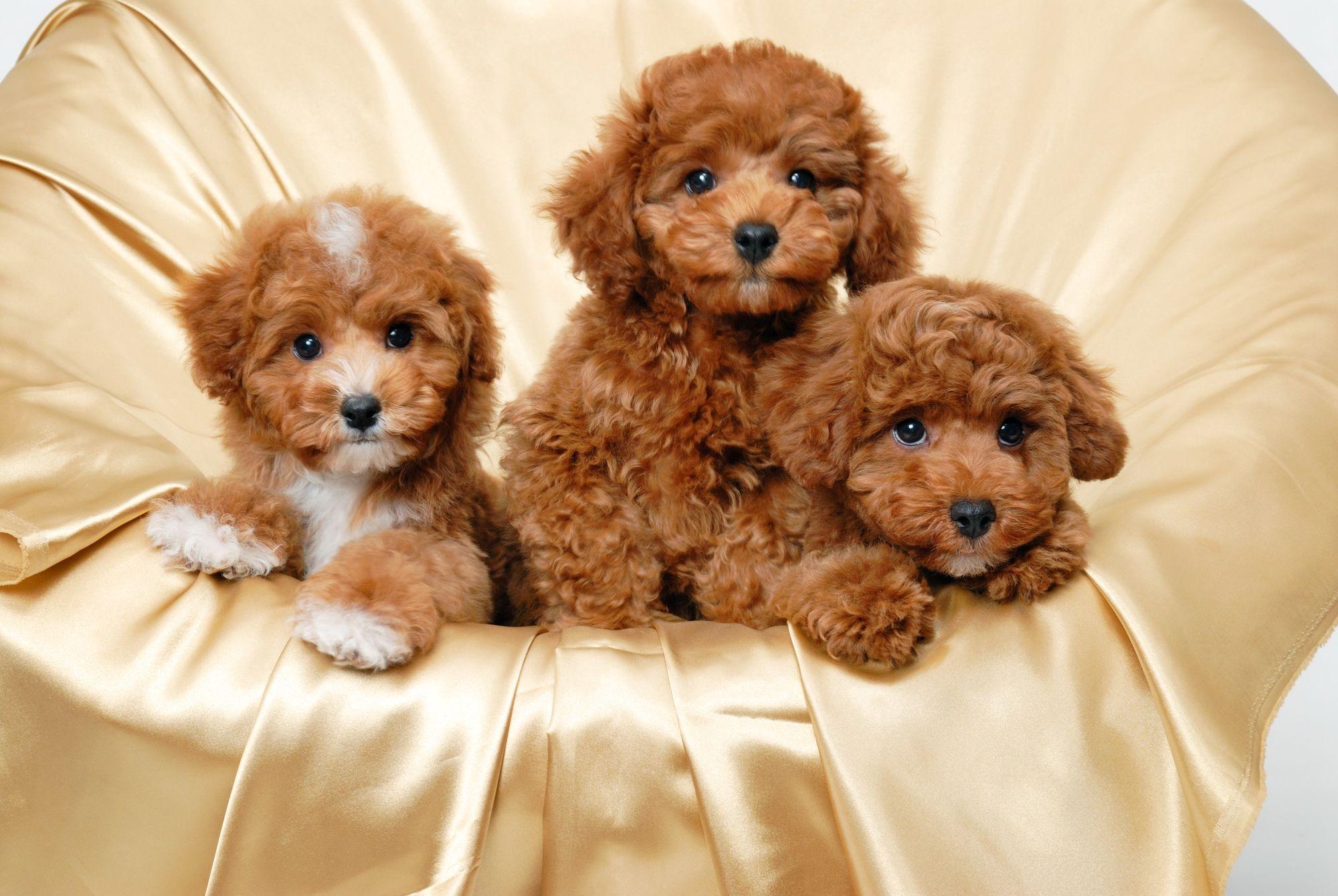 2000x1340 Cute Puppy Wallpaper