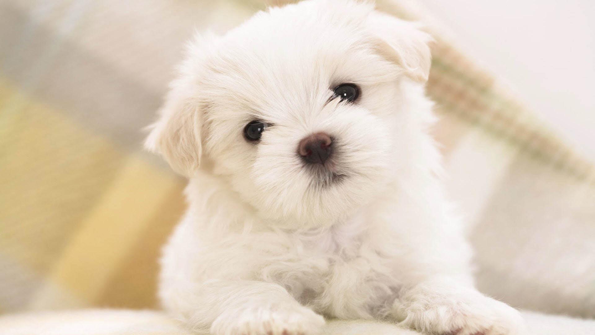 1920x1080 Cute Dog Wallpaper HD