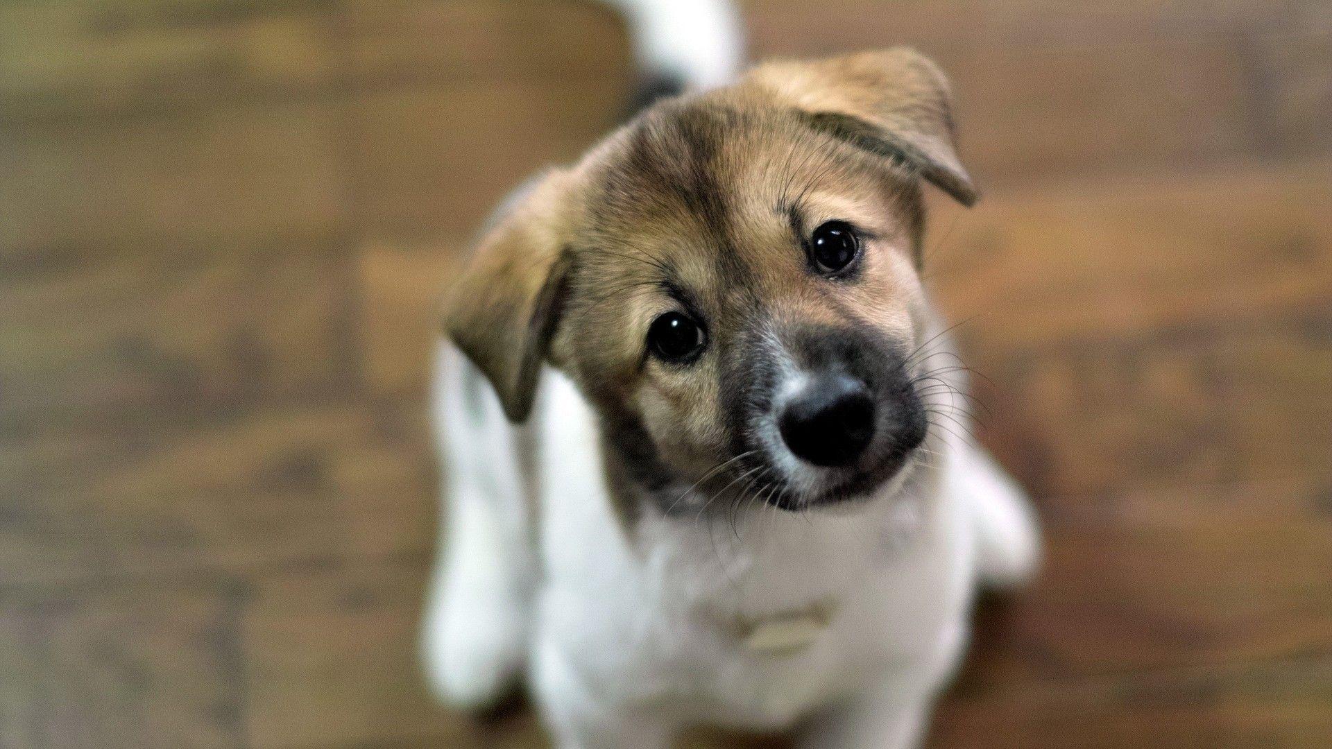 1920x1080 Cute Puppy Desktop Wallpaper