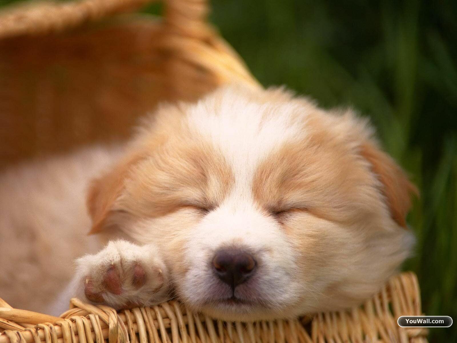 1600x1200 Cute Dog Wallpaper: HD, 4K, 5K for PC and Mobile. Download free image for iPhone, Android