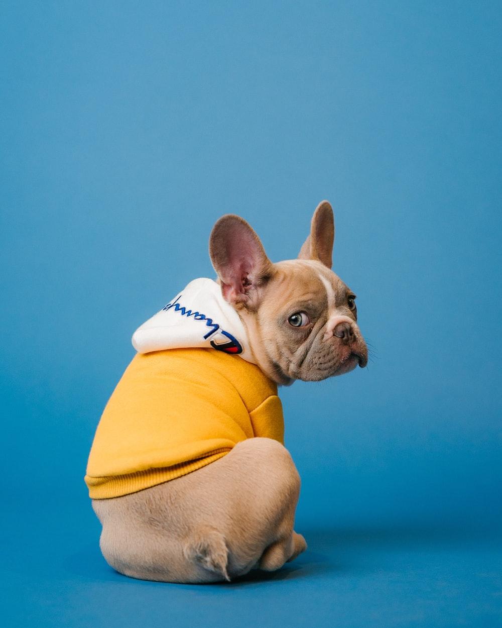 1000x1250 Puppy Wallpaper: Free HD Download [HQ]