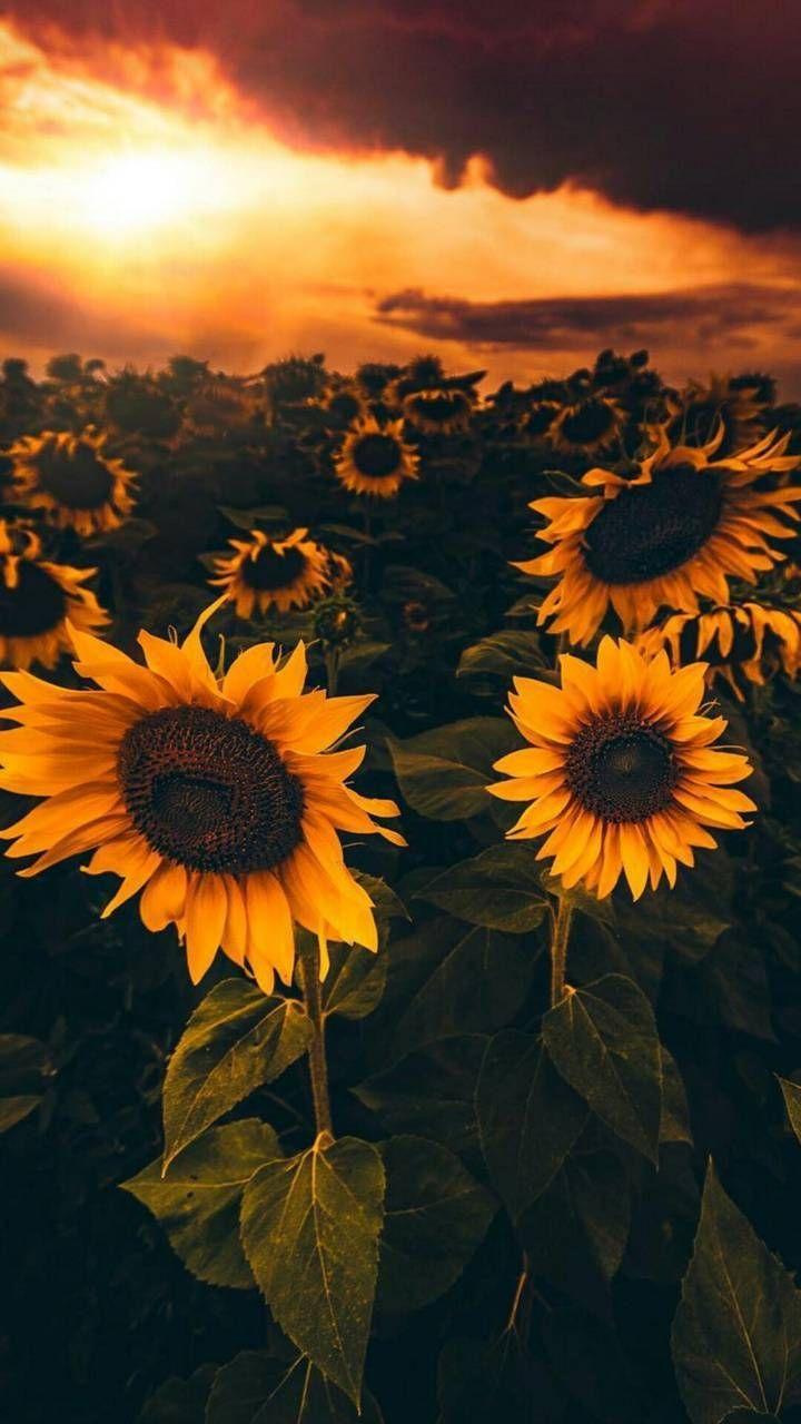720x1280 Sunflowers Wallpaper by AmazingWalls. Sunflower picture, Sunflower wallpaper, Sunflower iphone wallpaper
