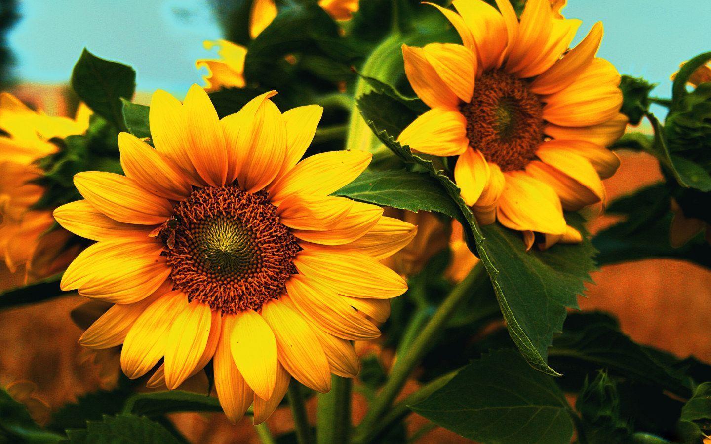 1440x900 Orange Sunflower Wallpaper