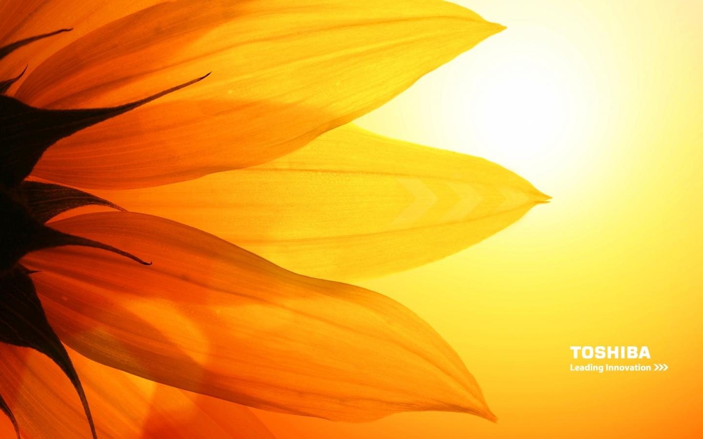 1440x900 Free download Toshiba sunflower High Definition Wallpaper HD wallpaper [1920x1080] for your Desktop, Mobile & Tablet. Explore HD Sunflower Wallpaper. Sunflower Wallpaper, Field of Sunflowers Wallpaper, Sunflower Free Wallpaper