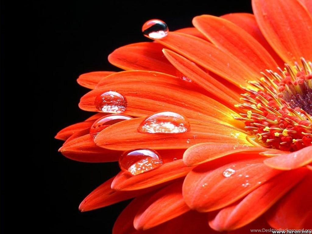 1024x768 Orange Sunflower Flowers Wallpaper Fanpop Desktop Background