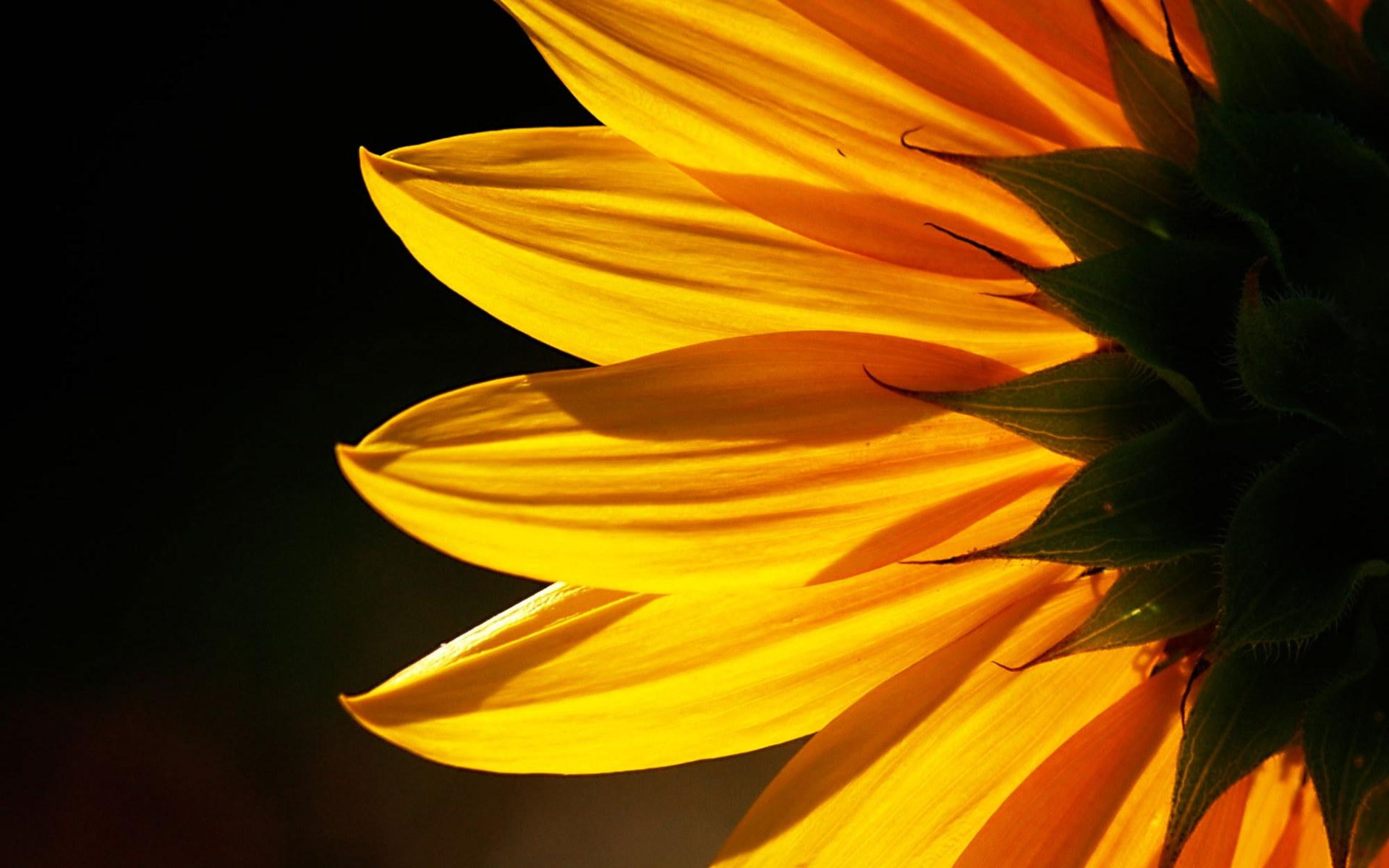 Orange Sunflower Wallpapers Top Free Orange Sunflower Backgrounds Wallpaperaccess 0821