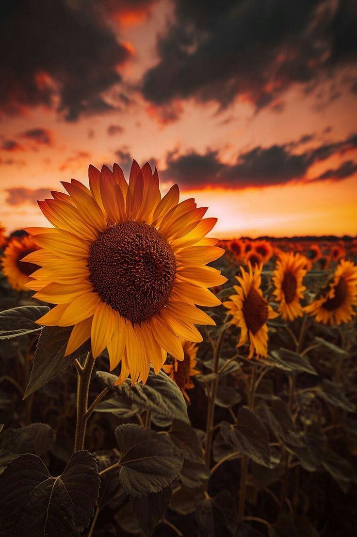 736x1106 A Wonderful Life POSTS LIKES ARCHIVE megikindran. Sunflower wallpaper, Sunflower photography, Sunflower picture