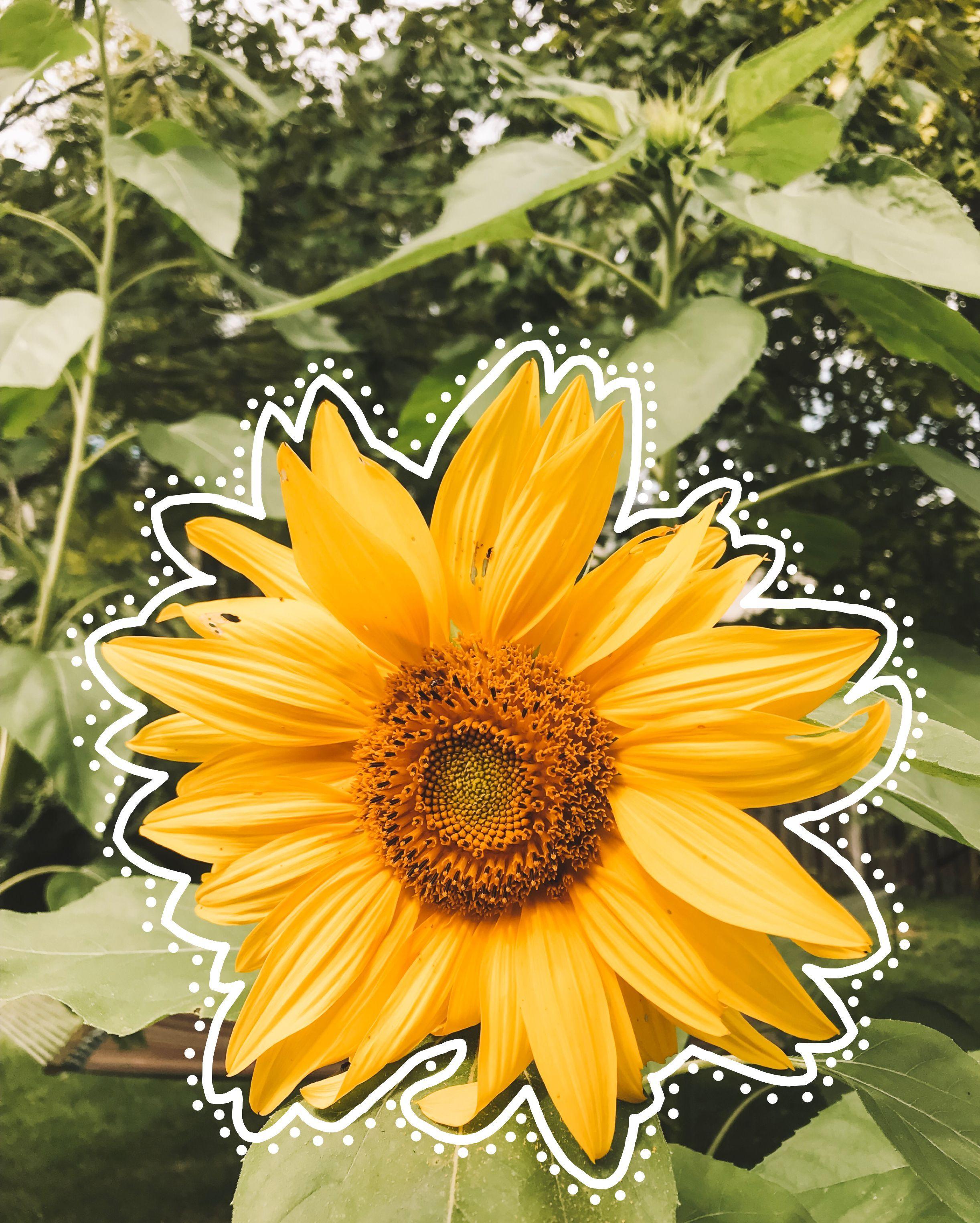 2444x3050 VSCO Sunflower Wallpaper