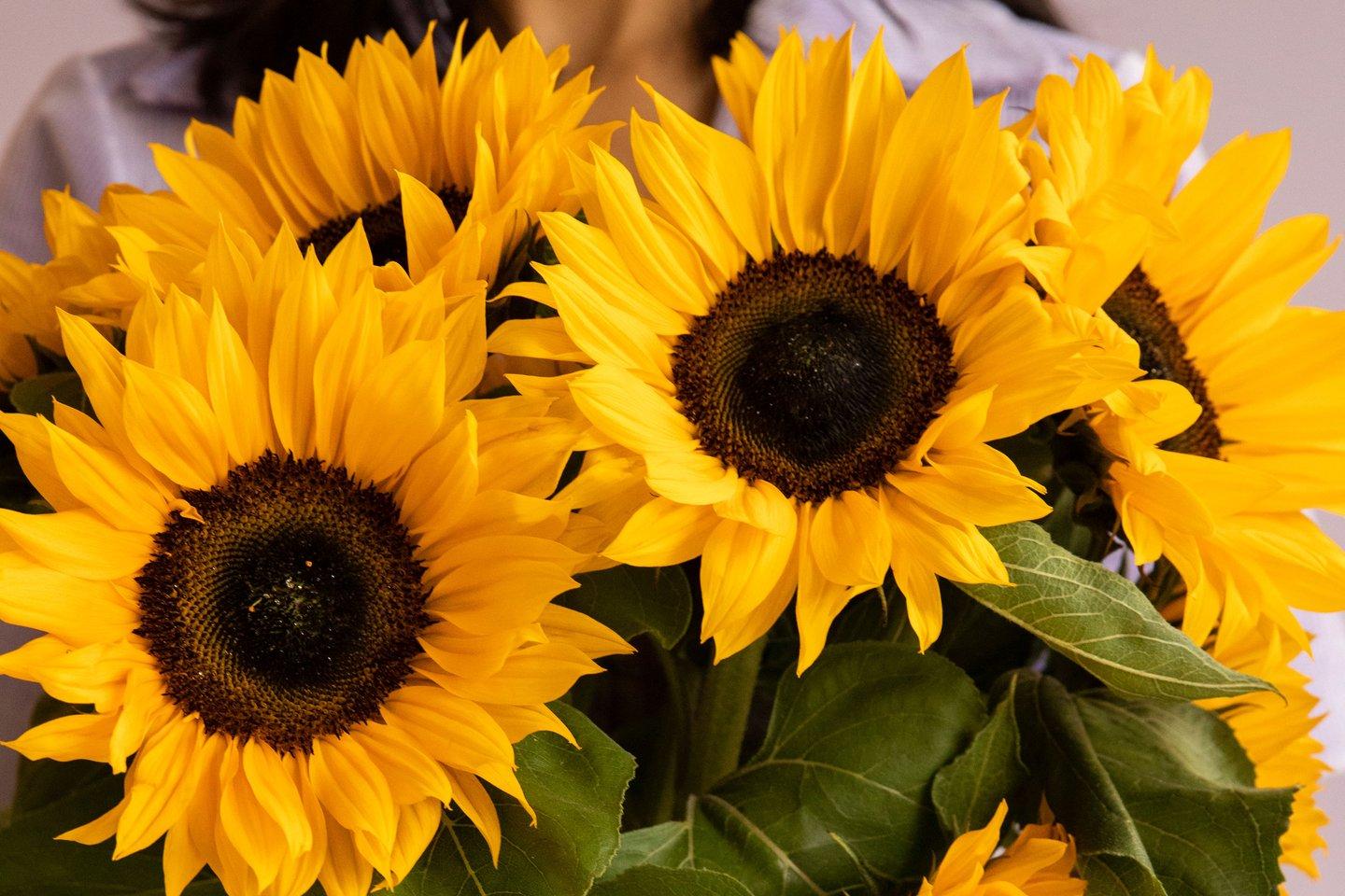 1440x960 The most cheerful sunflower wallpaper for your phone