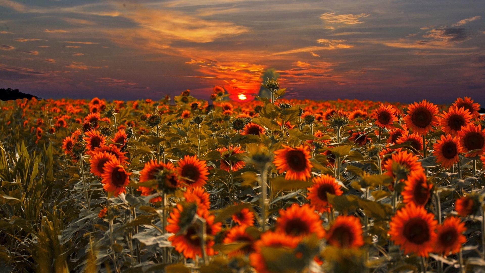 1920x1080 sunflower HD wallpaper, background