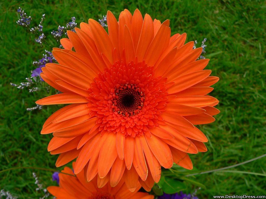 1024x768 Desktop Wallpaper Flowers Background Orange Sunflower