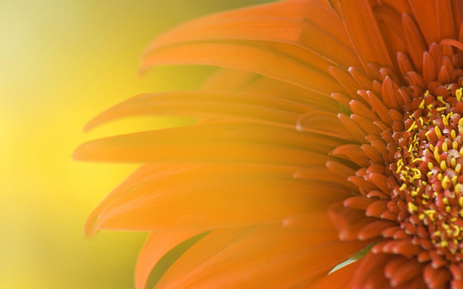 1920x1200 Sunflower Wallpaper 16073 1920x1200px