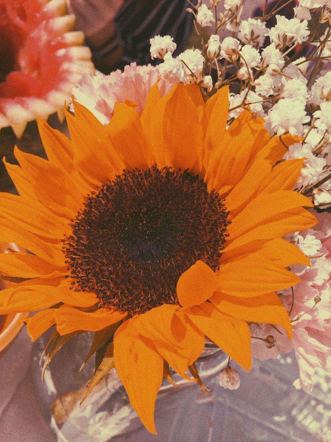 1080x1440 Free photo: Orange Sunflower wallpaper, Flower, Flora / iPhone HD Wallpaper Background Download HD Wallpaper (Desktop Background / Android / iPhone) (1080p, 4k) (1080x1440) (2021)