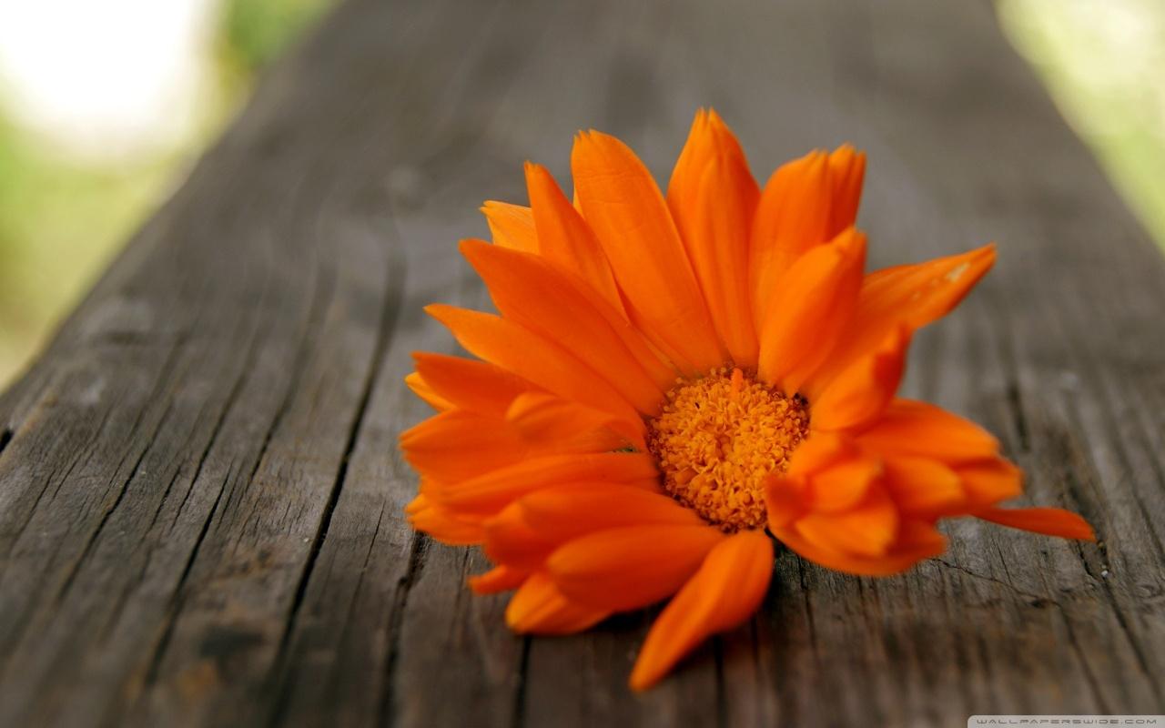 1280x800 Sunflower Picture wallpaperx1200