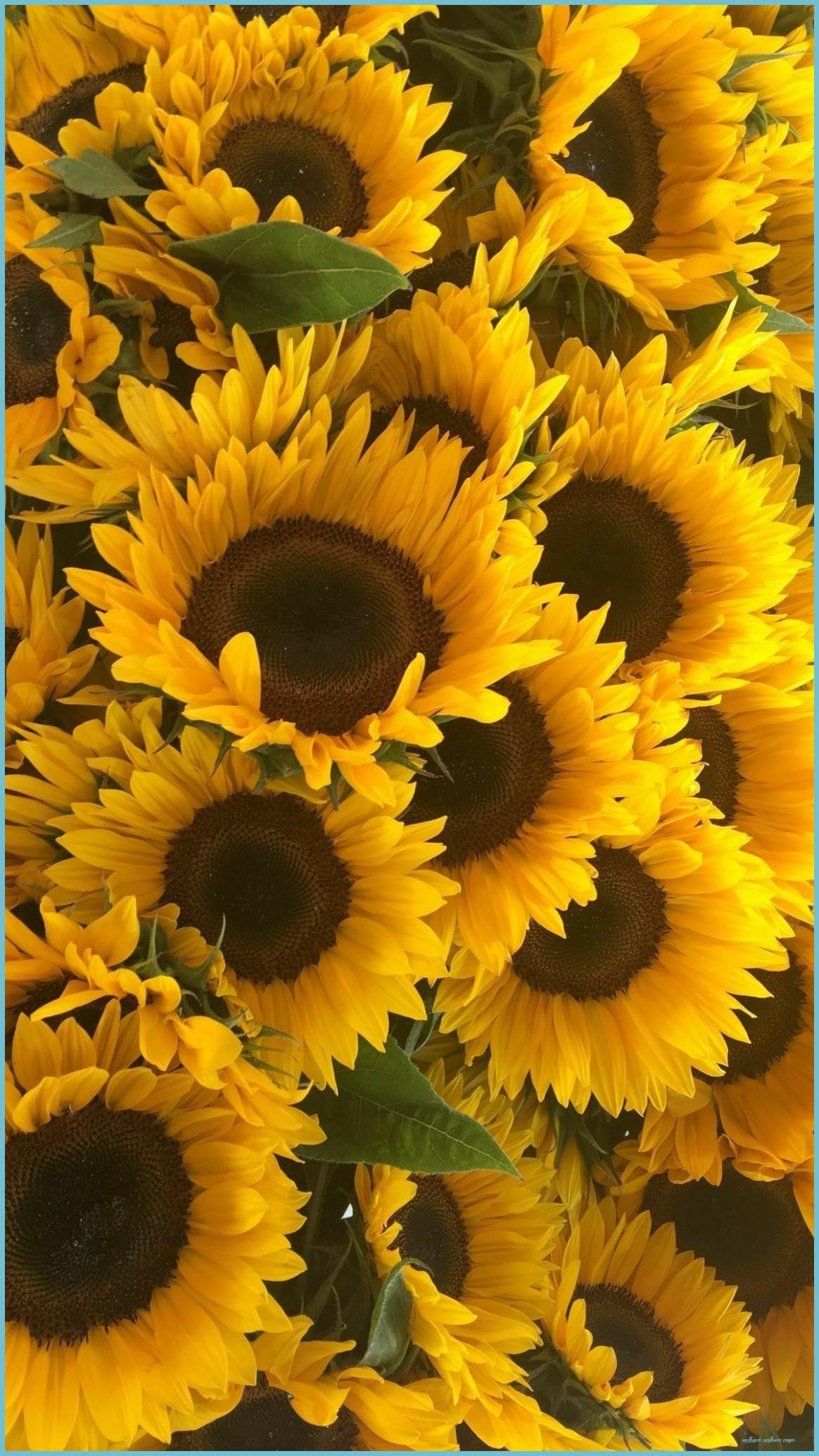 1164x2069 Ten Benefits Of Wallpaper Sunflower Image That May Change Your Perspective. Wallpaper Sunflower Image
