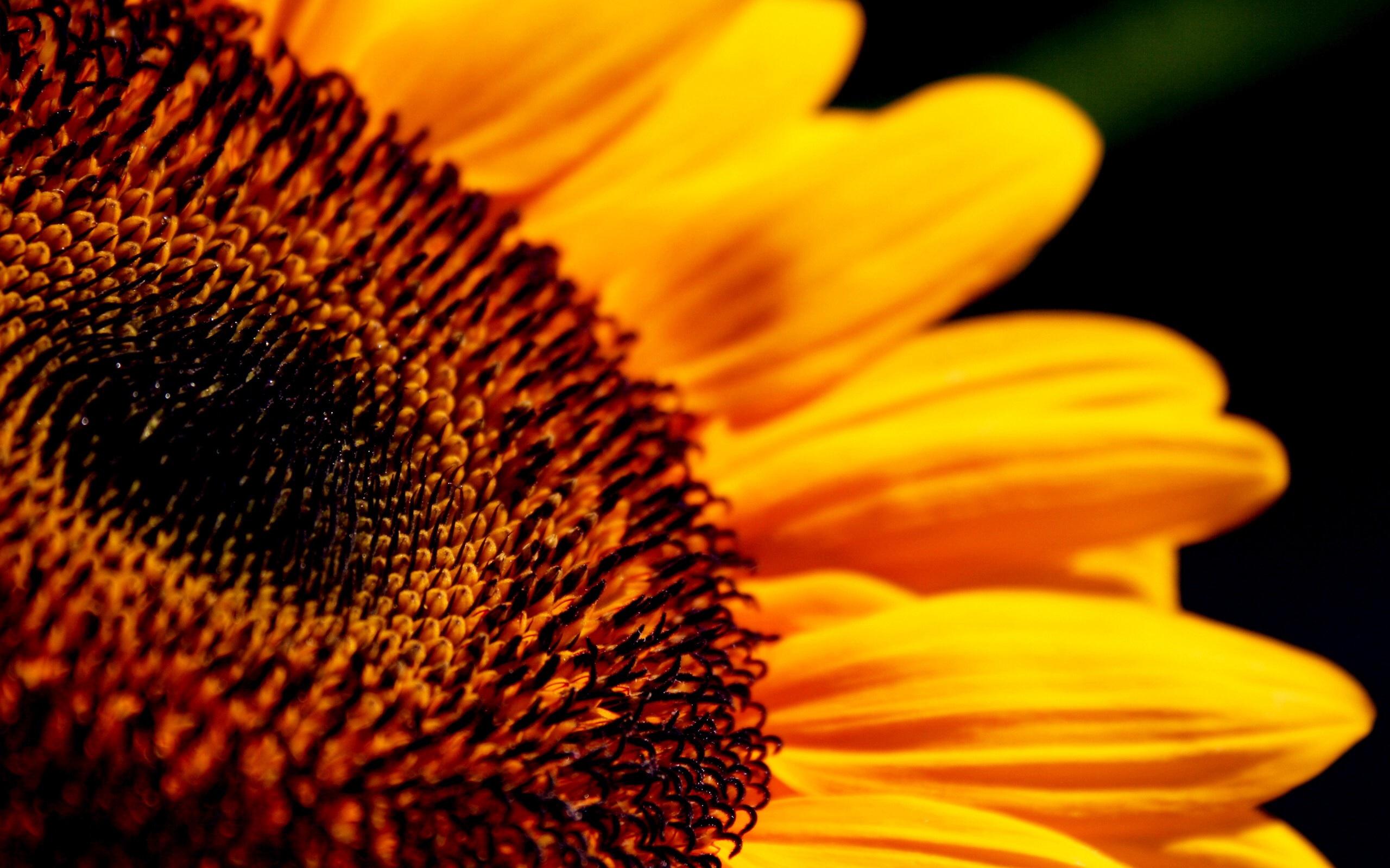 2560x1600 Sunflower desktop PC and Mac wallpaper