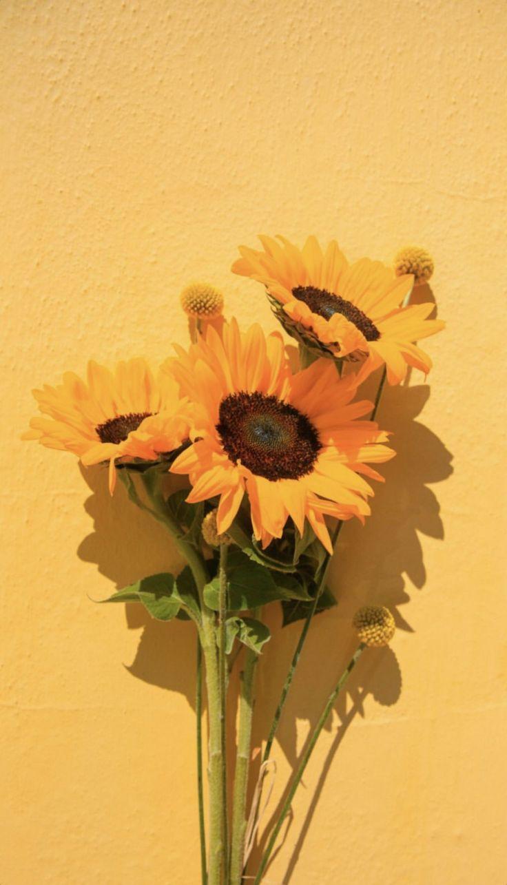 Orange Sunflower Wallpapers - Top Free Orange Sunflower Backgrounds