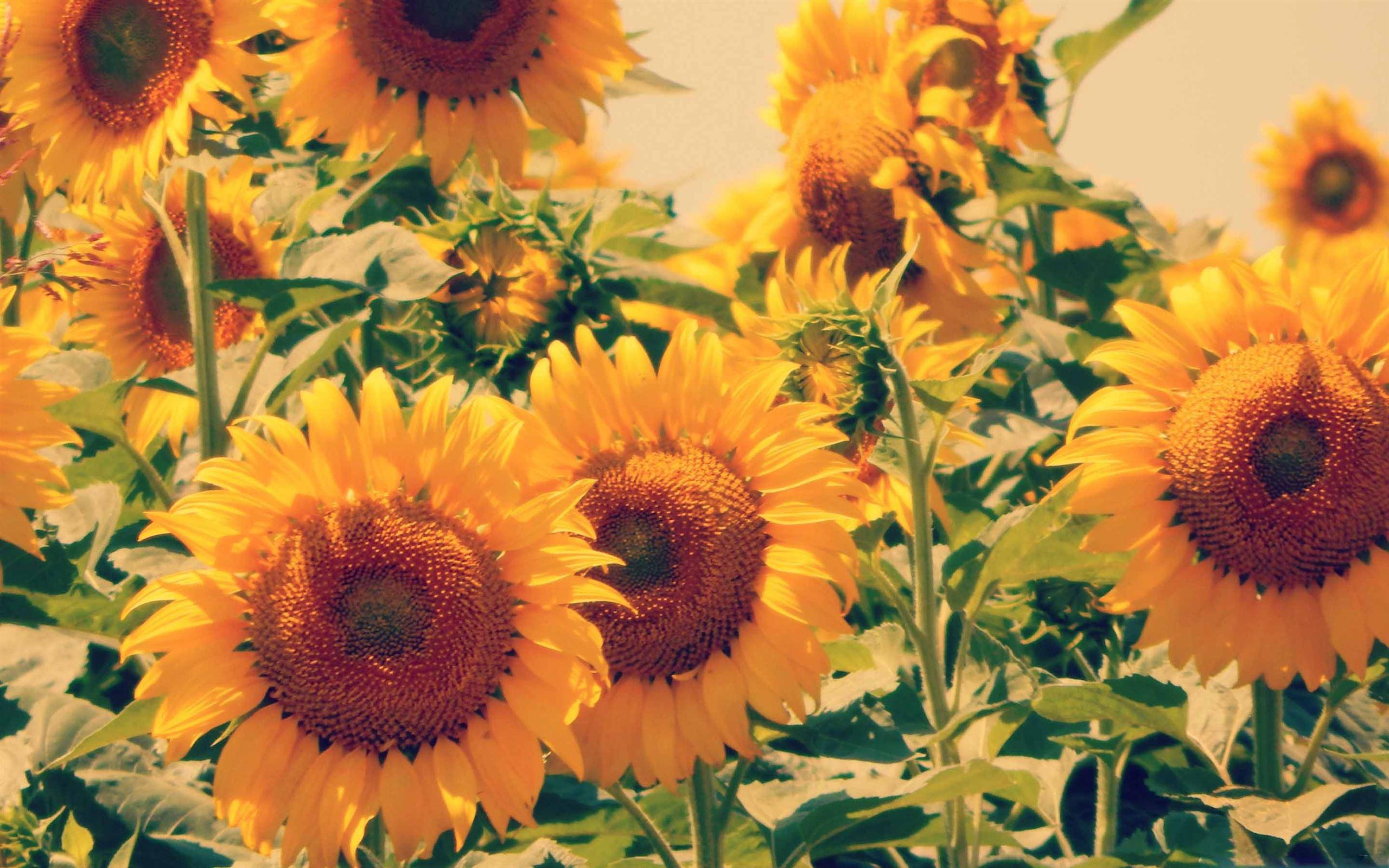 2560x1600 The Sunflower MacBook Air Wallpaper Download