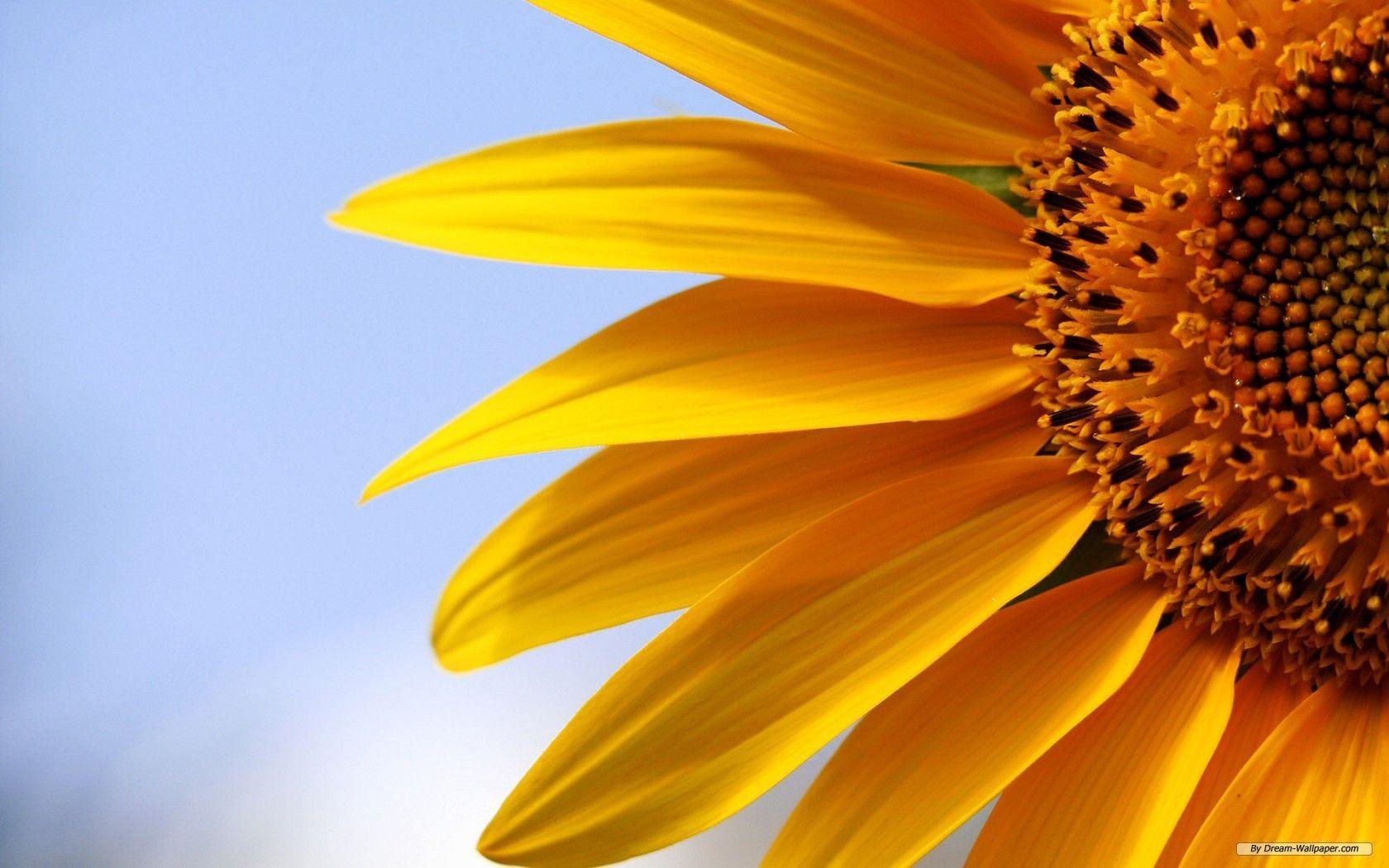 1680x1050 Sunflower Desktop Wallpaper Free