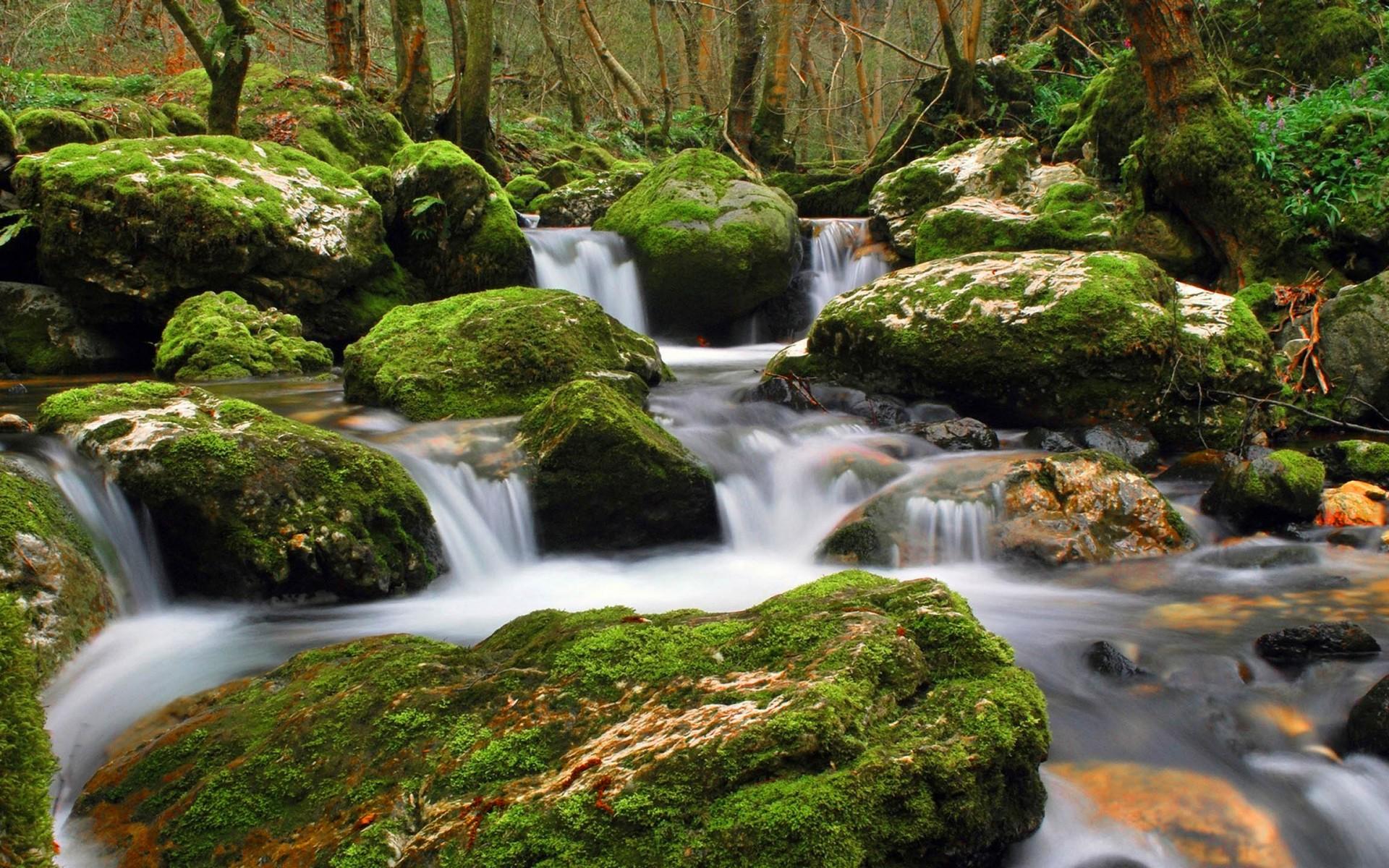 1920x1200 Nature Stream Of Clear Water Flowing Between Rocks, Moss Trees, Forest Green HD Wallpaper :