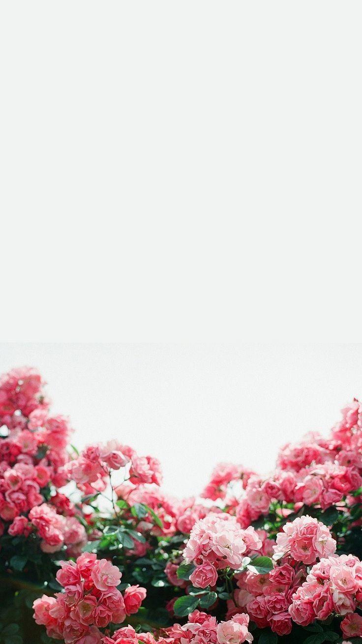 736x1308 Lovely Pink Flower Wallpaper iPhone 6. PETS NATURE WALLPAPER
