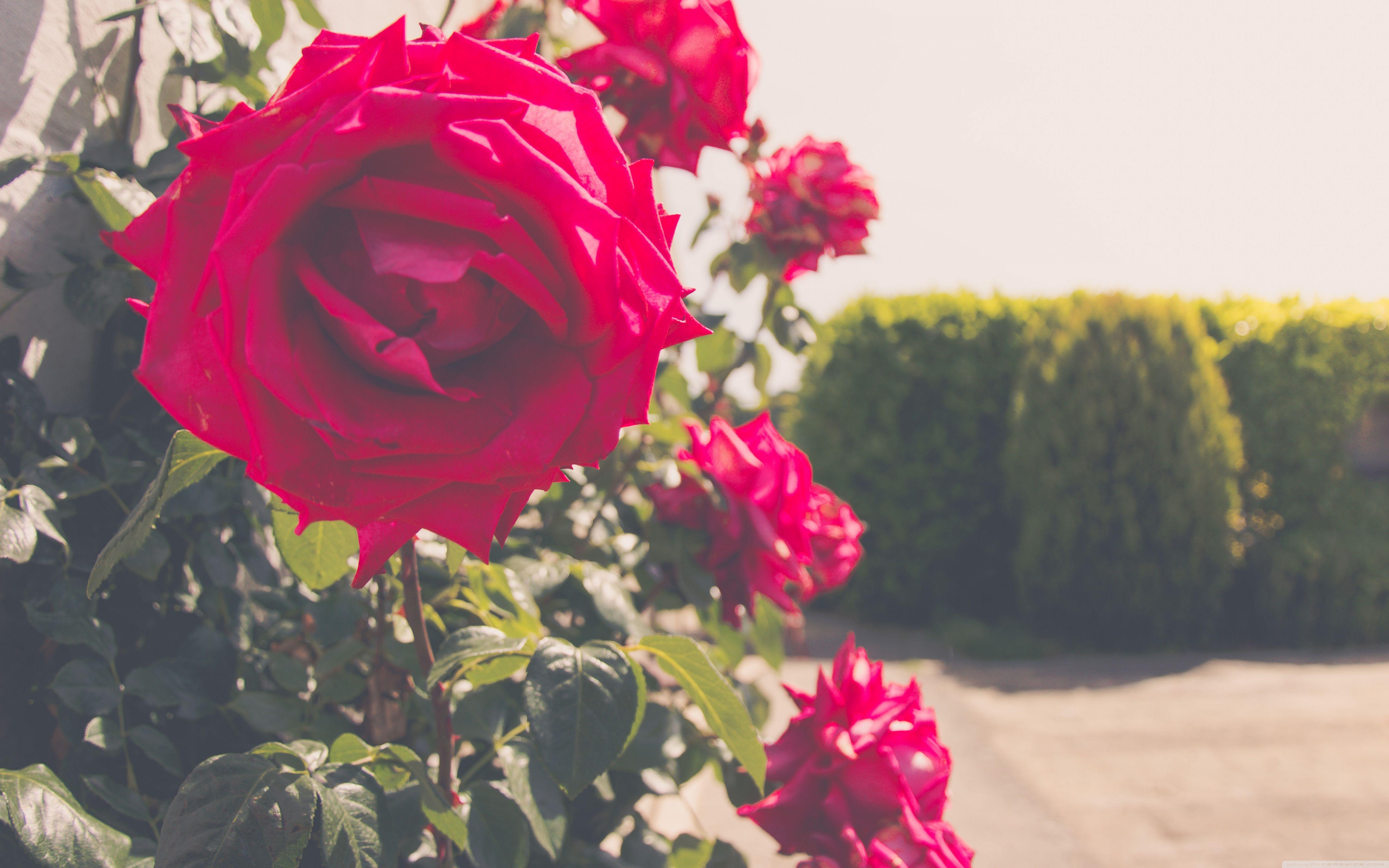 5120x3200 Synthetic Wallpaper Full HD Free Download. Free download, Full hd, Wallpaper