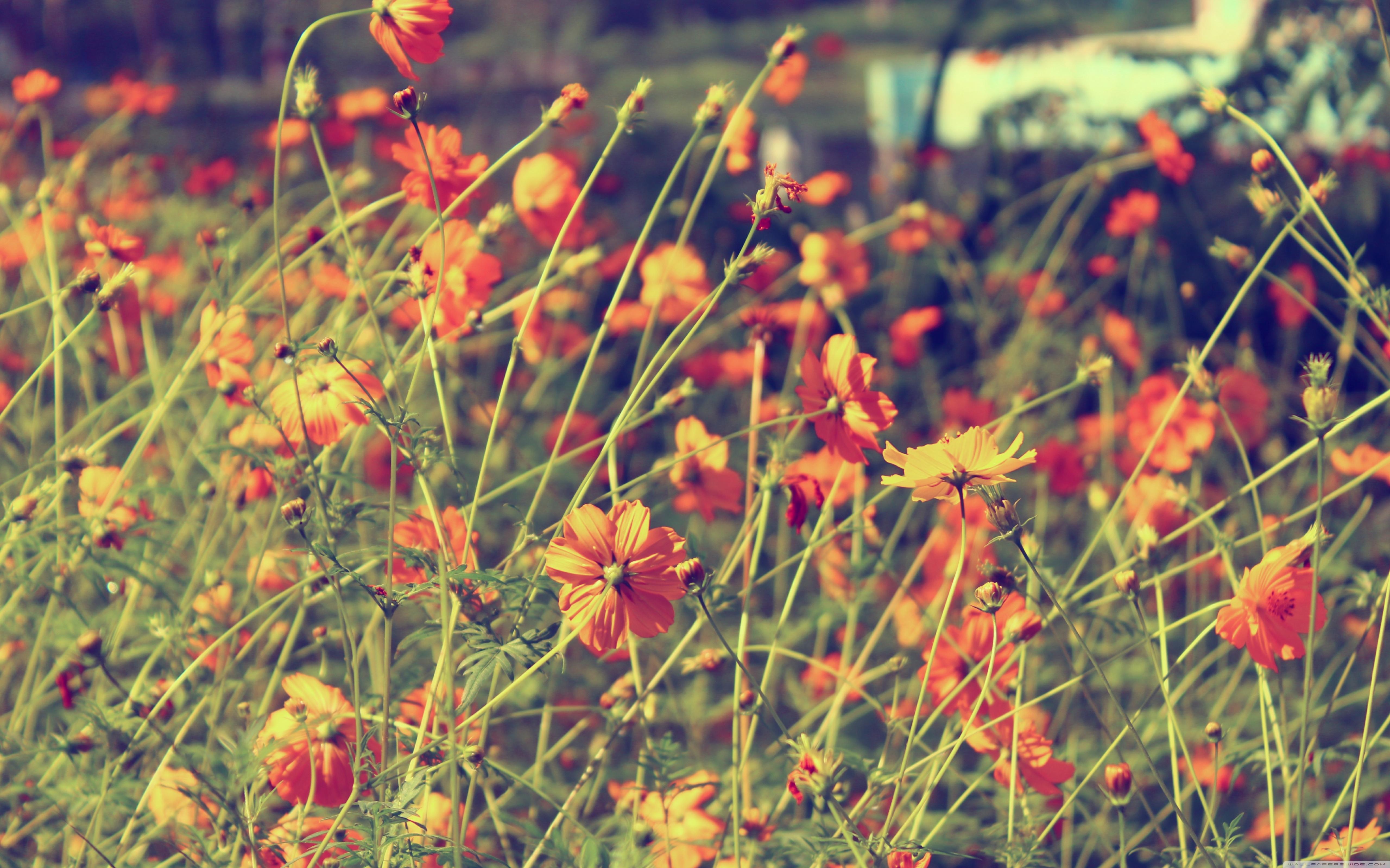 5120x3200 Wallpaper HD Xyz