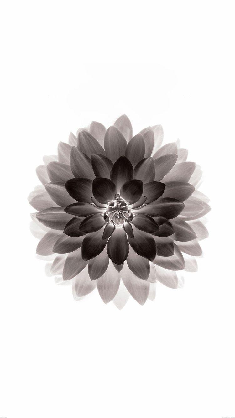 750x1334 Apple Iphone Flower 18 IPhone 6 And 6 Plus Wallpaper HDiPhoneWalls