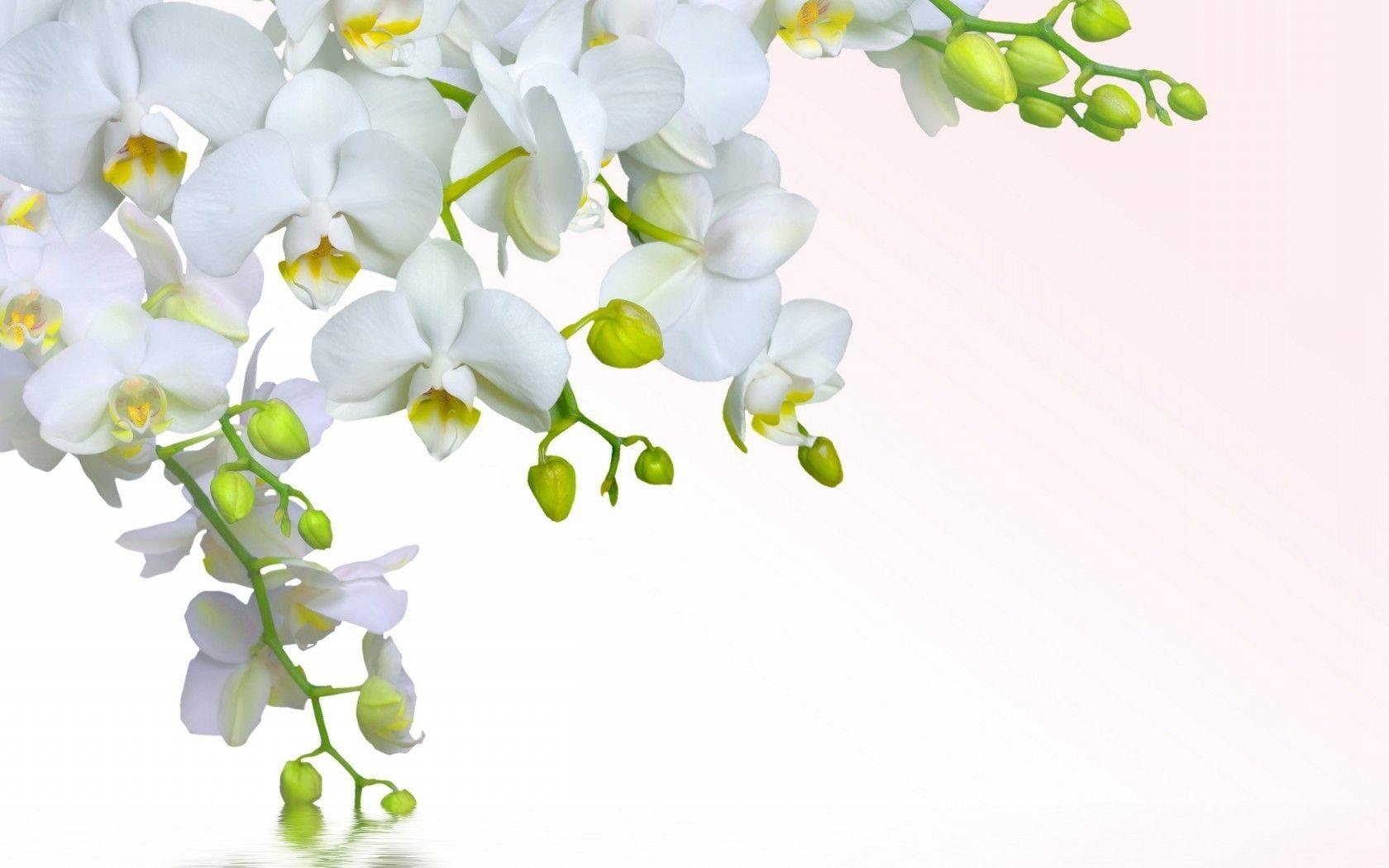 1680x1050 White flowers