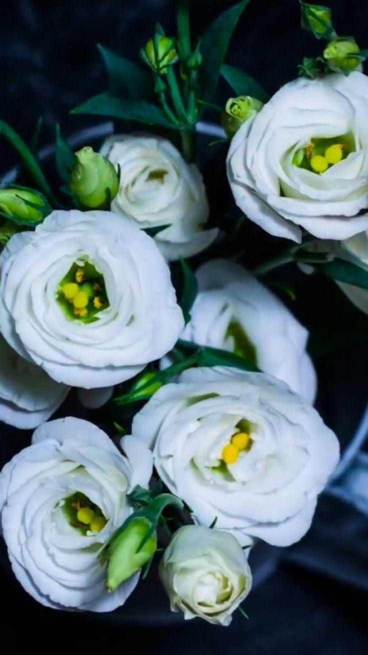 White Floral iPhone Wallpapers Top Free White Floral iPhone