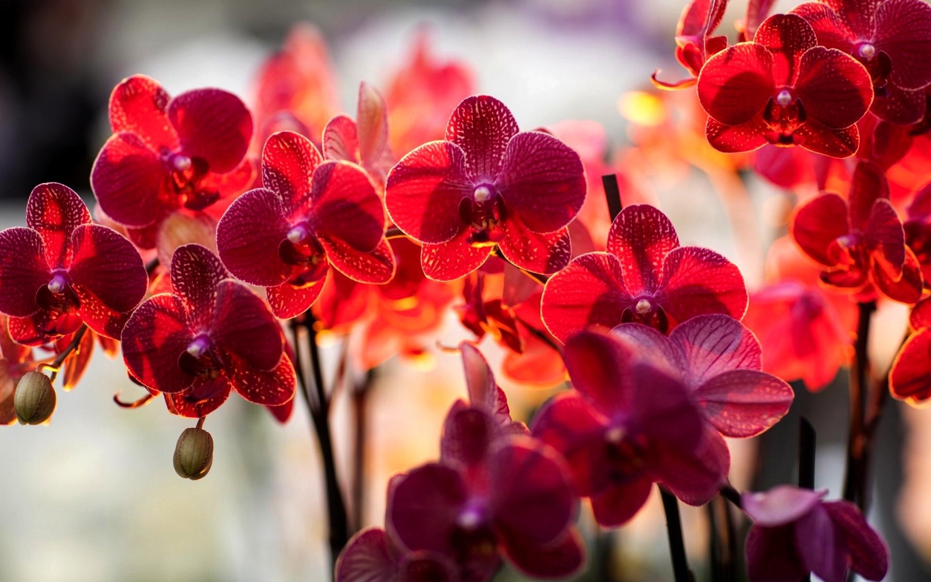 1920x1200 Orchids Wallpaper
