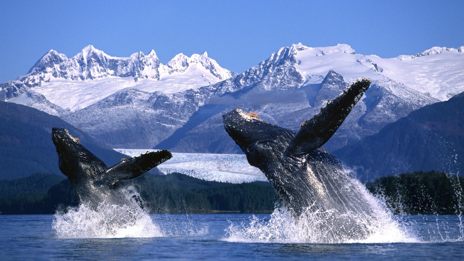 1920x1080 Alaska Wallpaper Screensaver