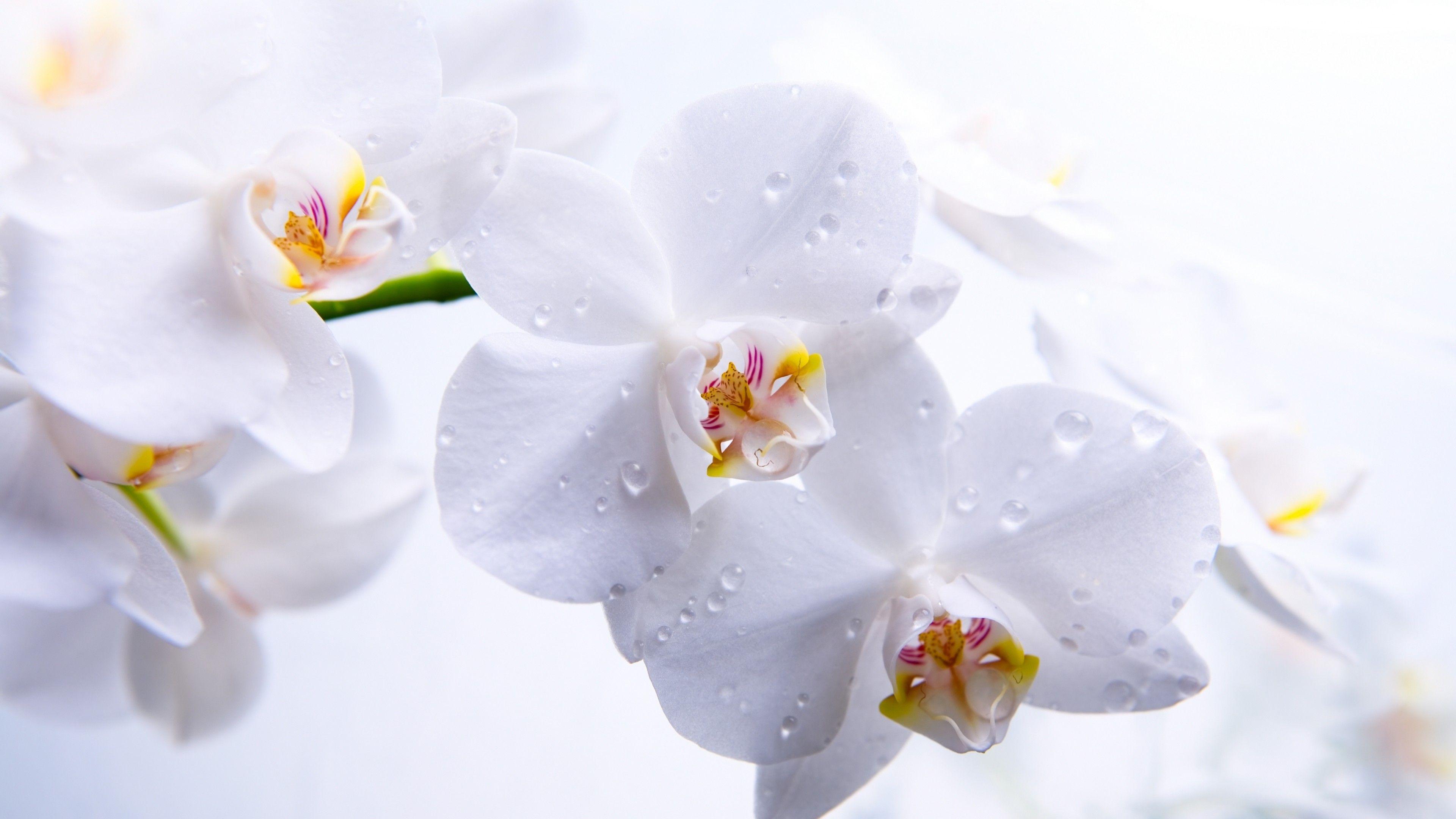 3840x2160 Wallpaper Orchid, 5k, 4k wallpaper, flowers, macro, white, Nature
