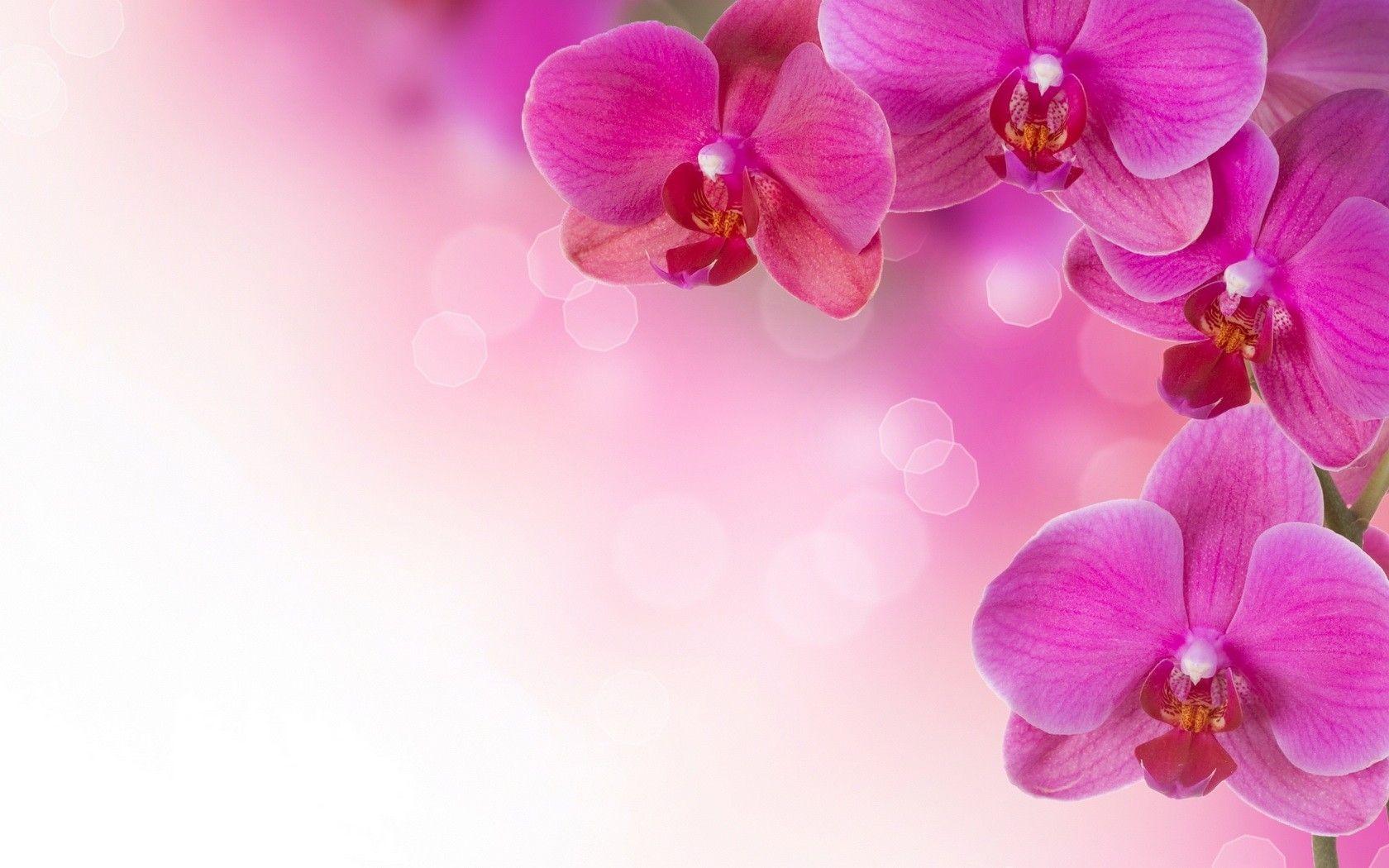 1680x1050 Orchid Tag wallpaper: Orchids Flowers Drops Orchid Wallpaper HD