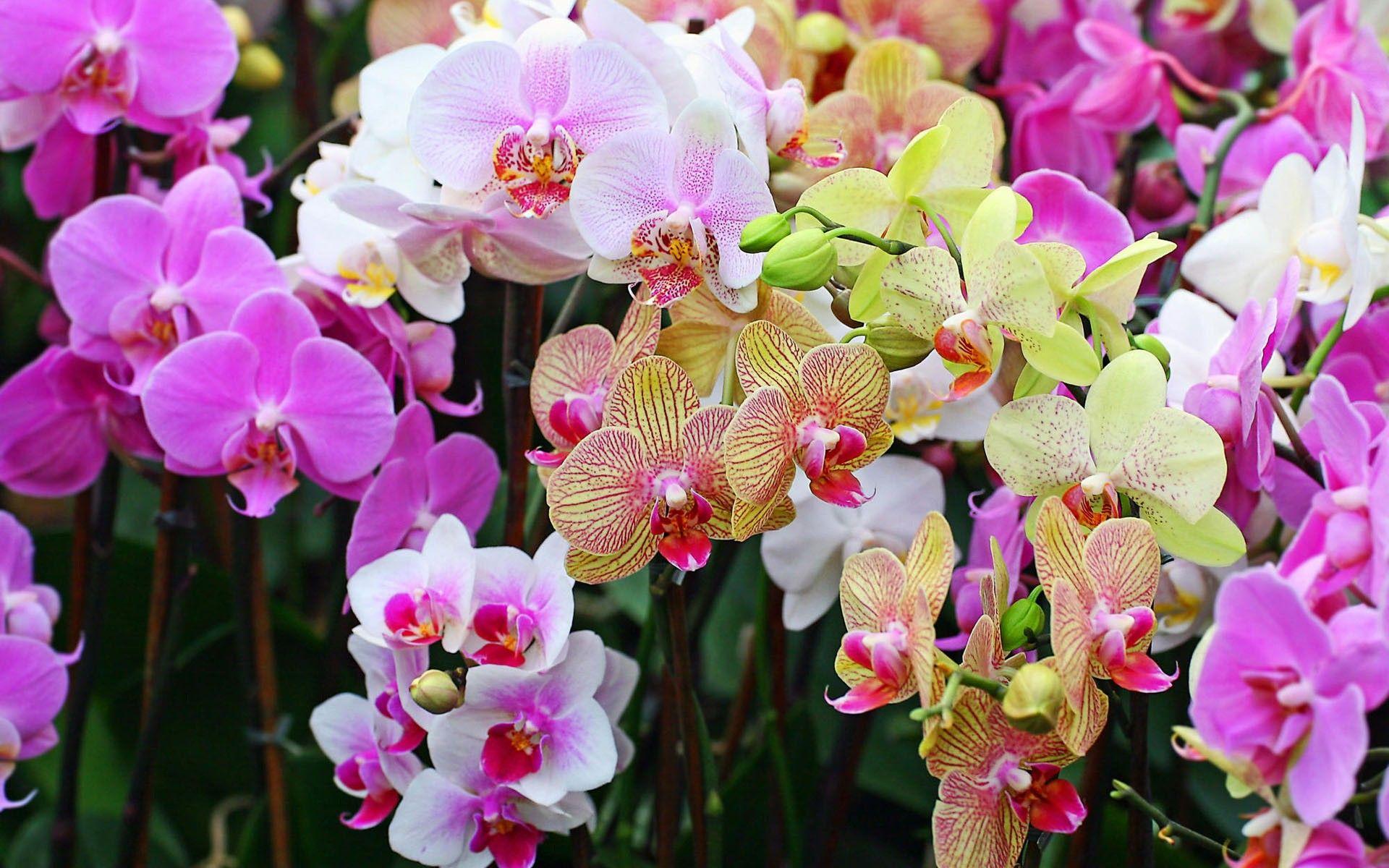 1920x1200 Flowers: Color Phalaenopsis Petals Flower Orchid Nature Widescreen