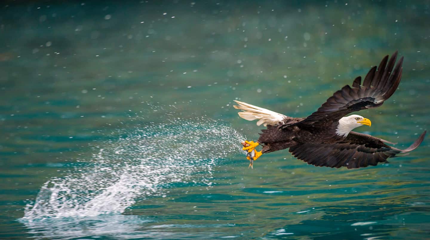 1440x803 Alaska Cruises. Norwegian Cruise Line