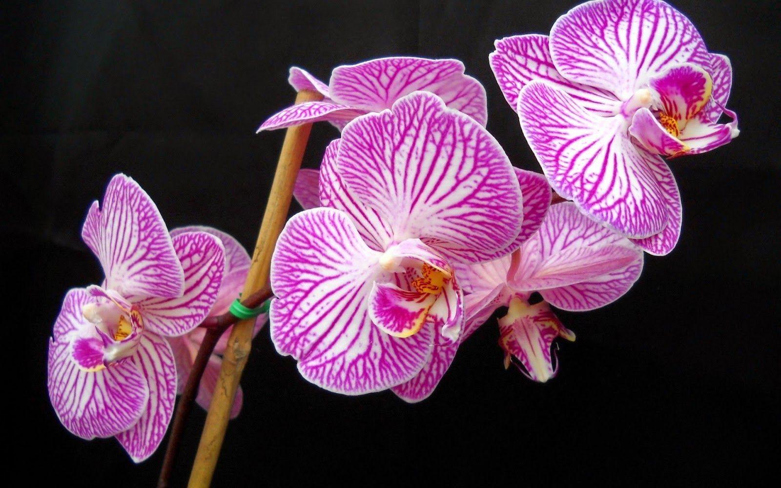1600x1000 Awesome Flower orchid Purple orchids Nature Delicate Wallpaper