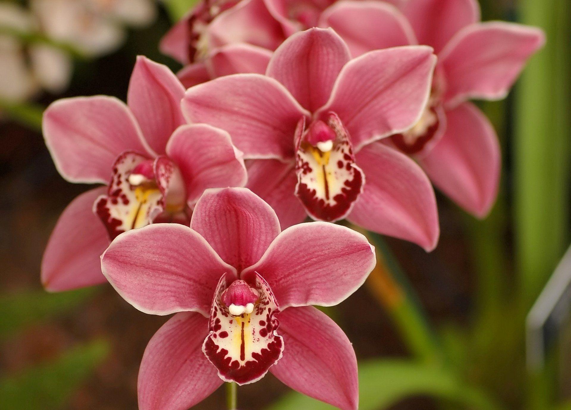 1920x1380 Cymbidium Pink