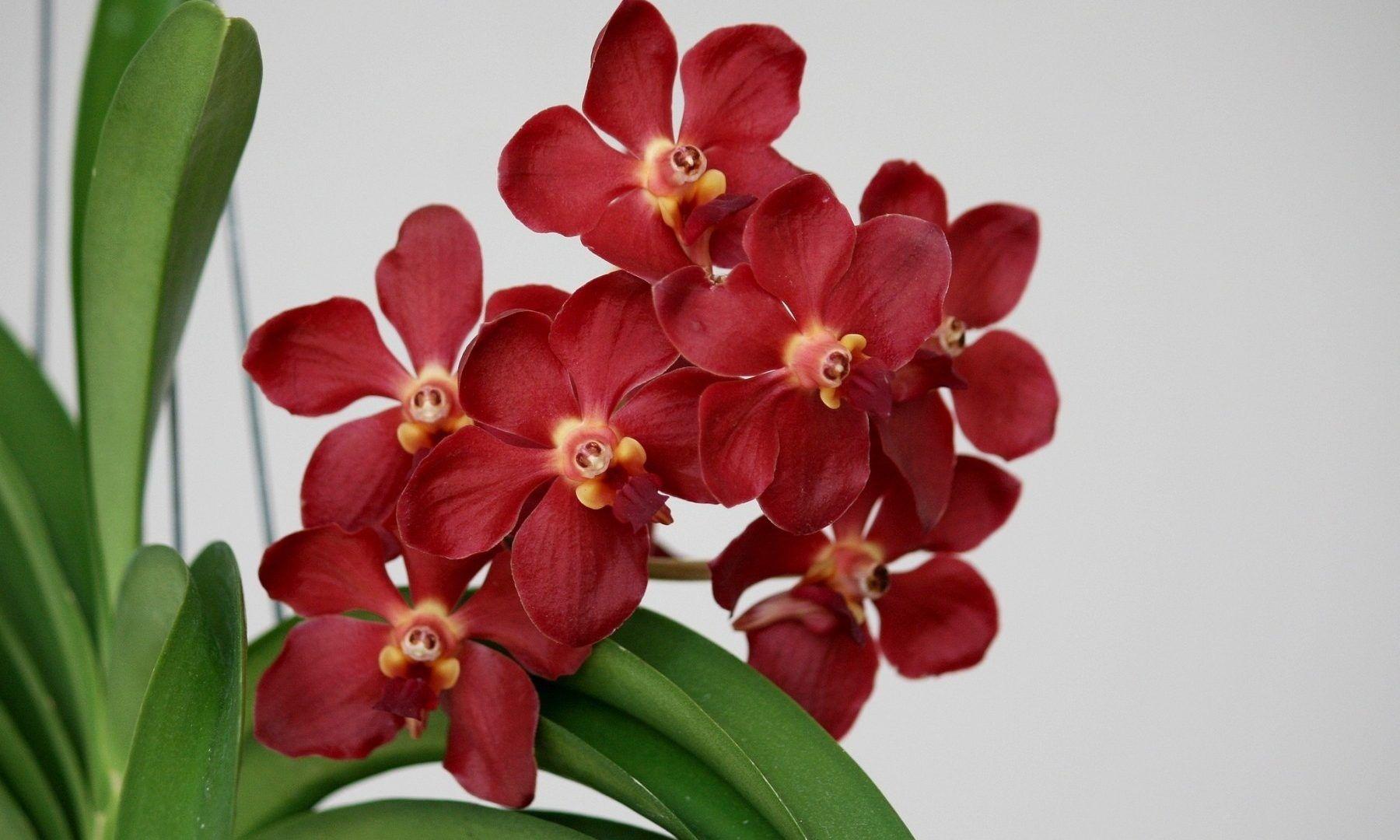 1800x1080 Flower Orchud Orchids Nature Leaves Flowers Photo Desktop