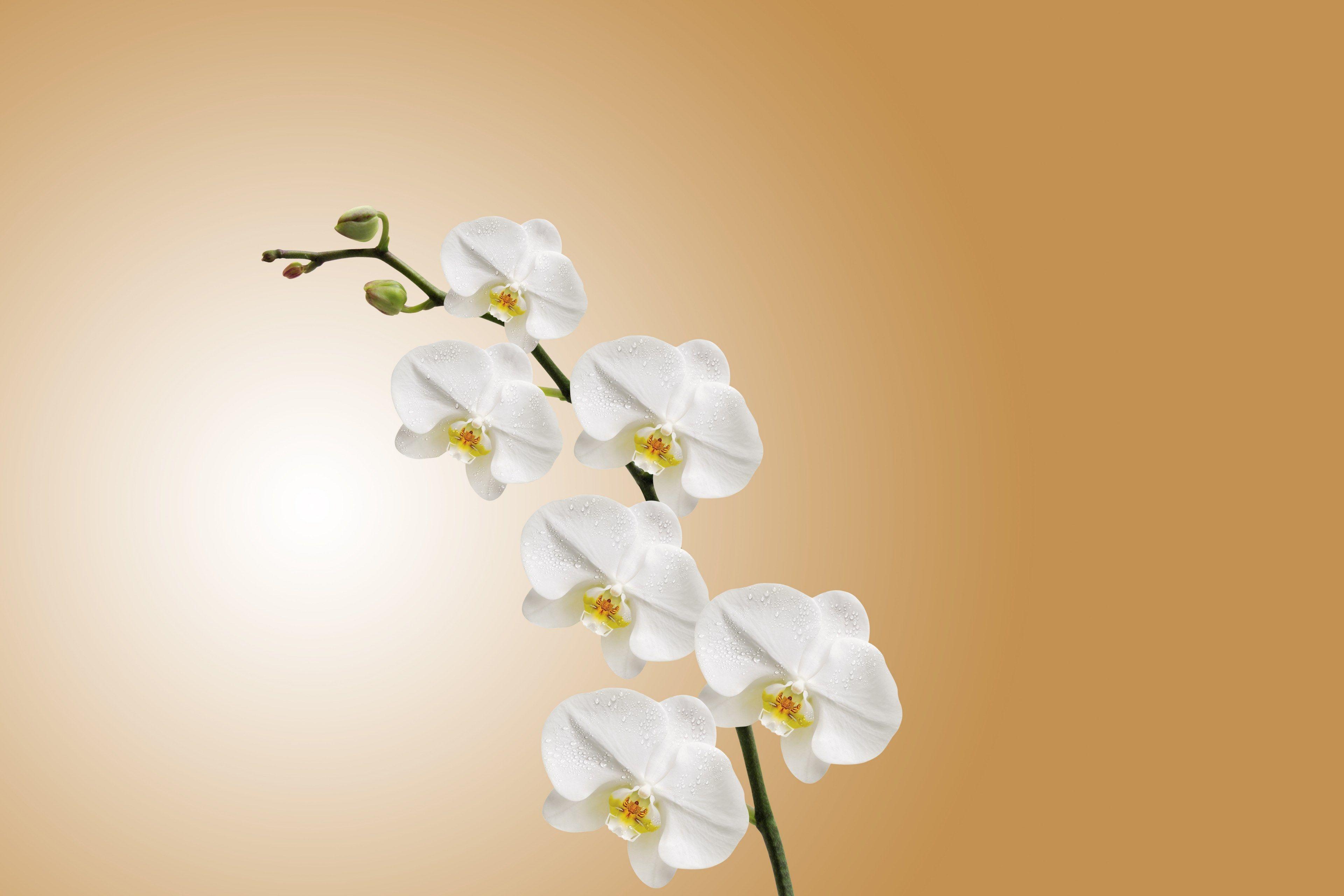 3840x2560 flower #orchid #nature #plant #flowering #flora #macro 4k wallpaper