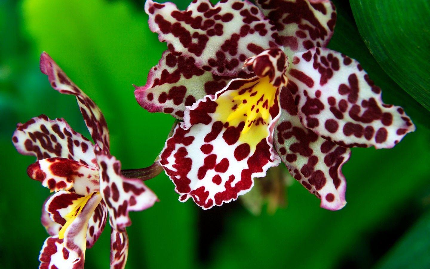 1440x900 Flowers: Orchids Flori Exotiq White Orchid Nature Red Flower Yellow