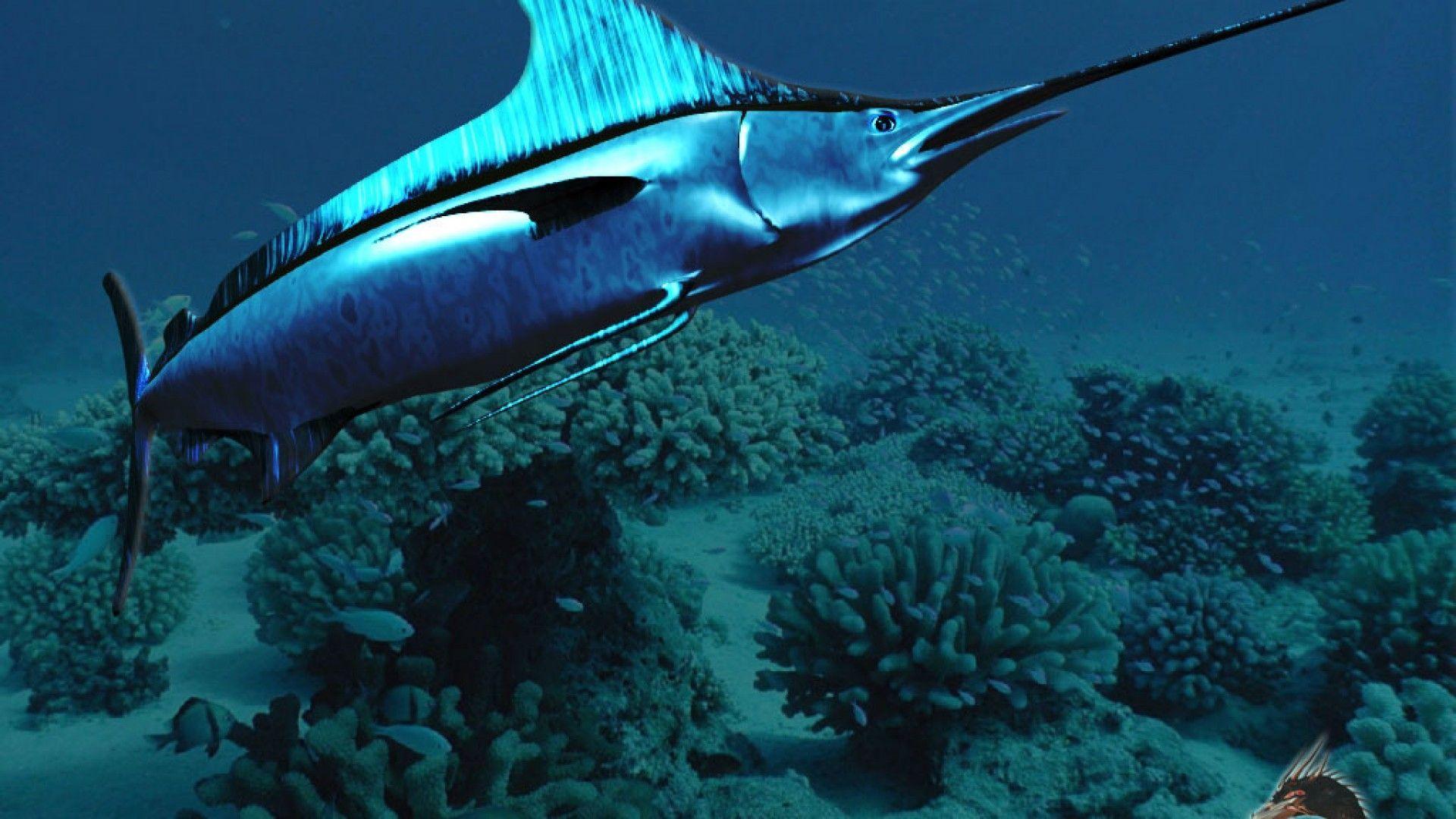 1920x1080 Swordfish Wallpaper